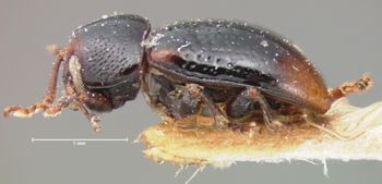 Media type: image; Entomology 9788   Aspect: habitus lateral view